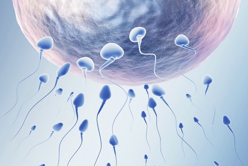 美国试管婴儿为什么要养囊？如何判断囊胚好坏？